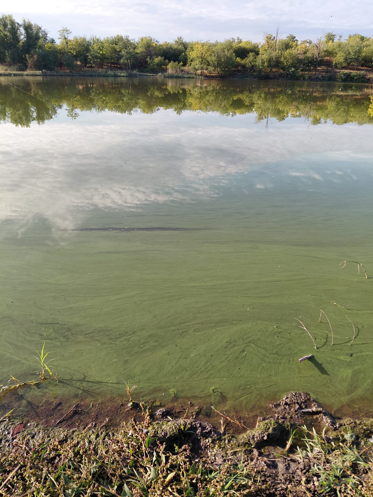 Apă eutrofizată - înainte tratament